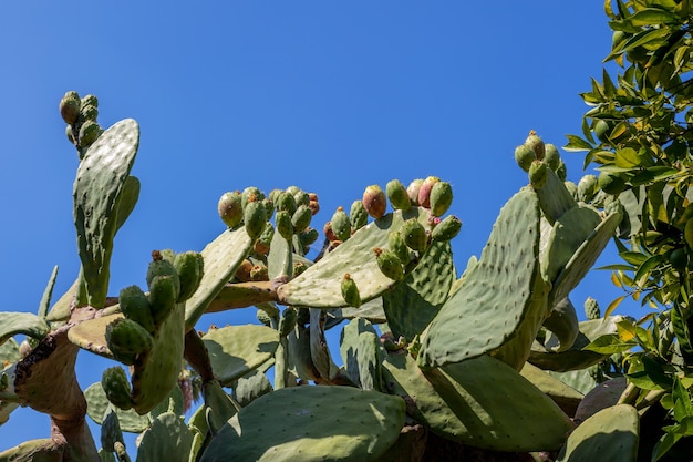 Prickly Pears (Opuntia) crescendo sob o sol da Califórnia