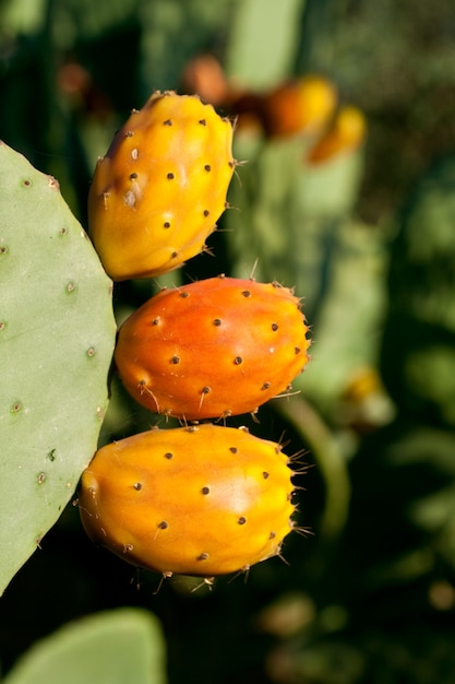 Prickly peras en cactus