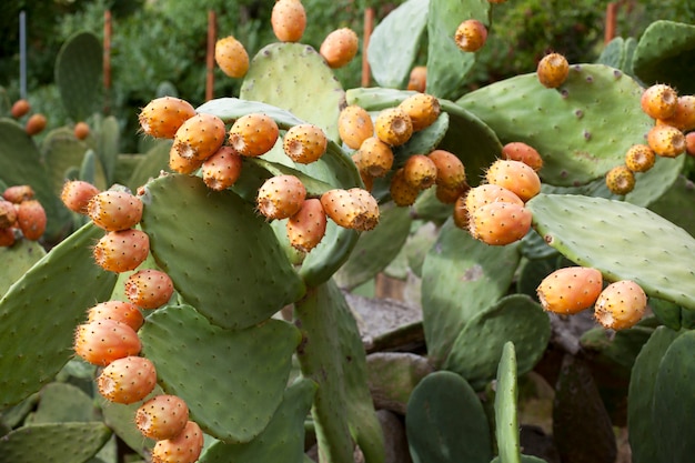 Prickly peras en cactus