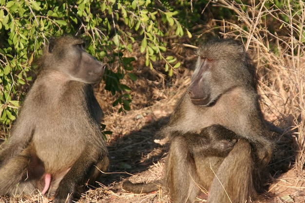 Primates sudafricanos en estado salvaje