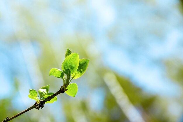 Foto primavera abstrata com bétula atira com folhas verdes frescas no céu azul ao sol.