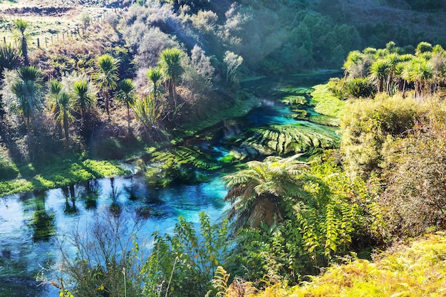 Primavera azul incomum na Nova Zelândia. Lindas paisagens naturais