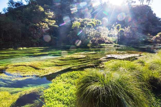 Primavera azul inusual en Nueva Zelanda. Hermosos paisajes naturales