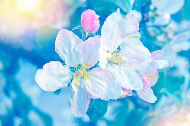 La primavera borrosa la naturaleza de la rama de la manzana en flor