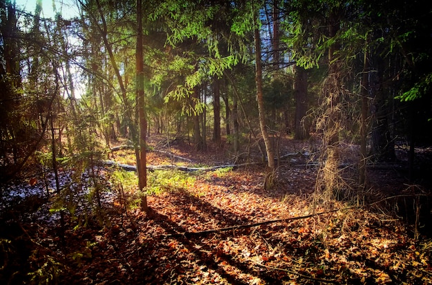 Primavera en el bosque central de Rusia