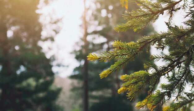 Primavera en el bosque de coníferas abetos y abetos en el paisaje forestal de cerca