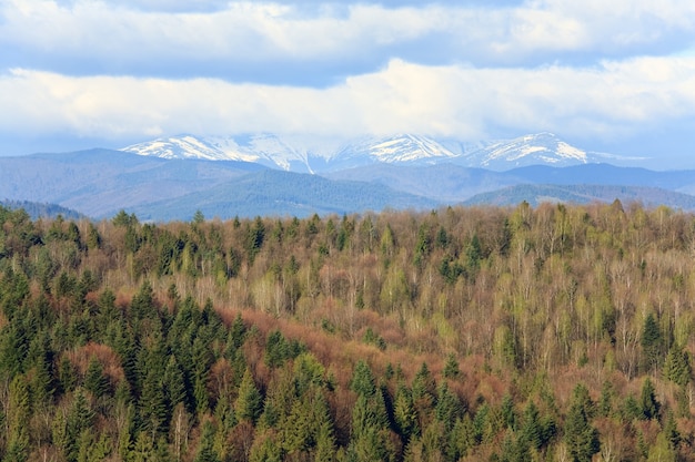 Primavera bosque y cordillera cubierta de nieve (Cárpatos, Ucrania)