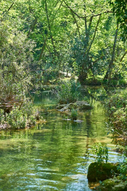 Primavera en el bosque