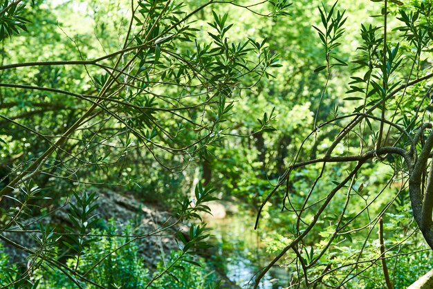 Primavera en el bosque