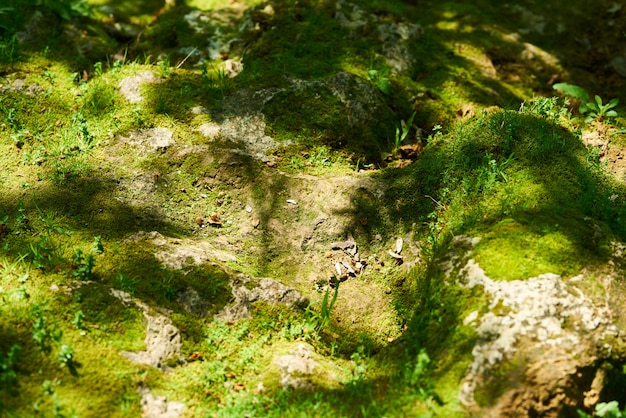 Foto primavera en el bosque