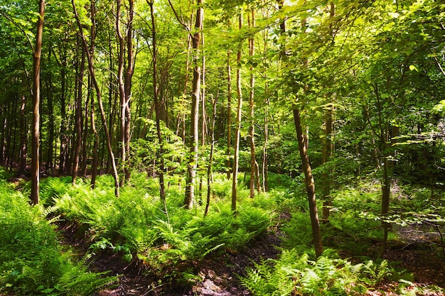 primavera de los bosques