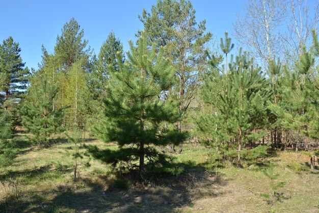 primavera de los bosques