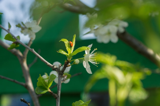 Primavera branco árvores florescendo