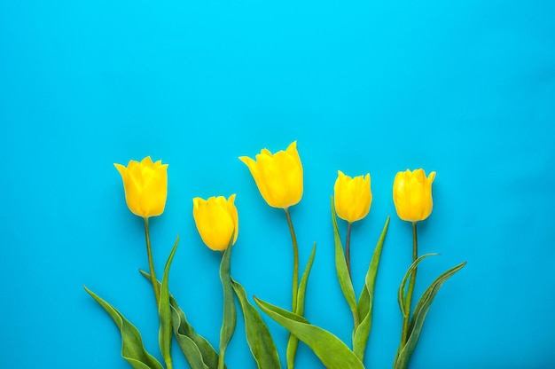 Primavera brillante de tulipanes amarillos sobre un fondo blanco.