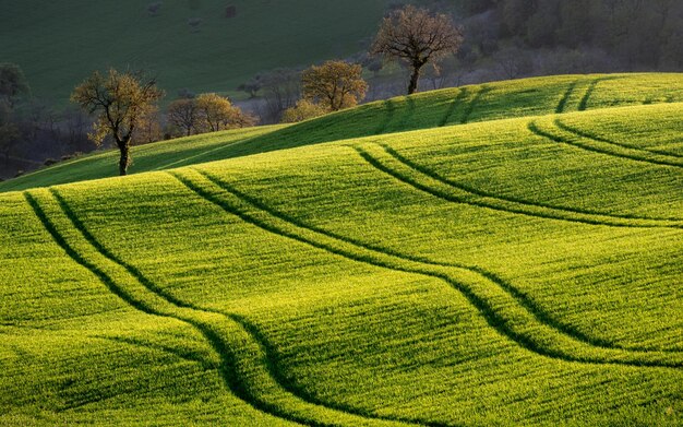 Foto la primavera en el campo de san severino marche