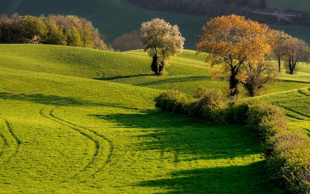 Foto la primavera en el campo de san severino marche