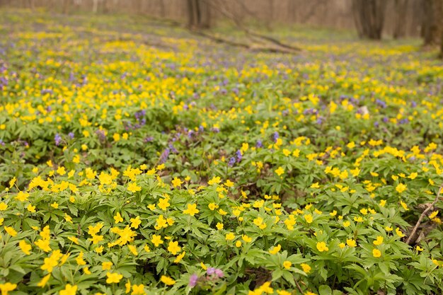 Primavera Chistyak Clareira de flores amarelas da primavera Chistyak na floresta