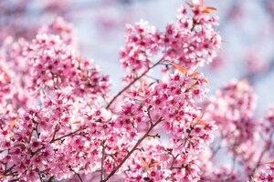 Foto primavera com árvore em flor de cerejeira de perto