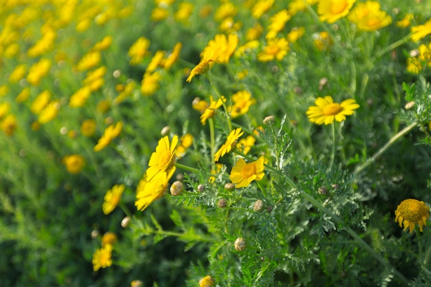 Primavera com lindas flores amarelas