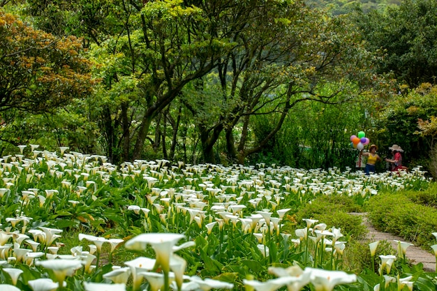 Primavera copo-de-leite parque ornamental copo-de-leite branco turistas flores de copo-de-leite