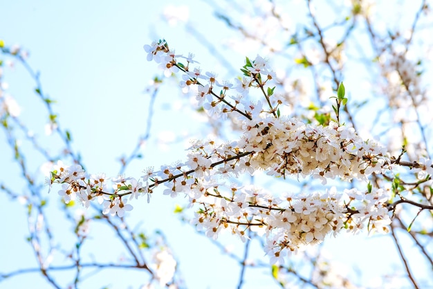 Primavera. Coroa de cerejeira em flor em um fundo de céu azul.