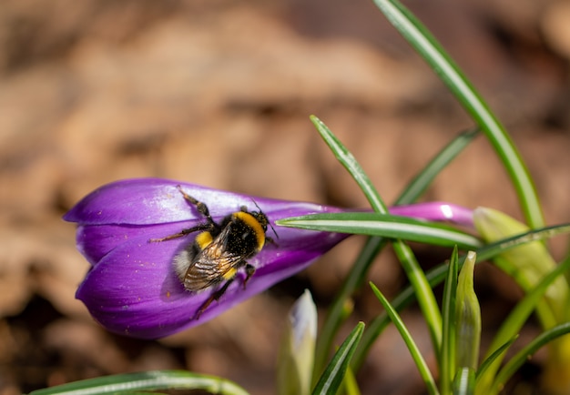 La primavera cosechó la flor del azafrán con el primer del abejorro.