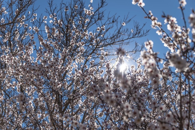 Primavera crescendo de flores de amendoeiras