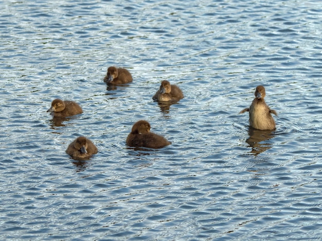 Primavera de cría de patos. Pequeños patitos jugando en el agua.