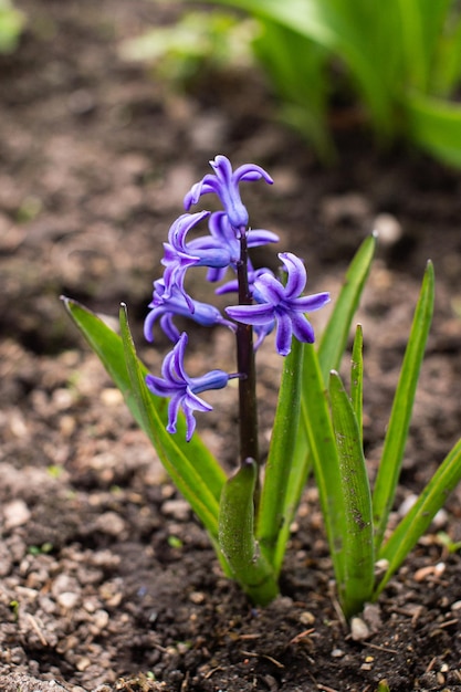 Primavera de açafrão floresceu na primavera em solo úmido