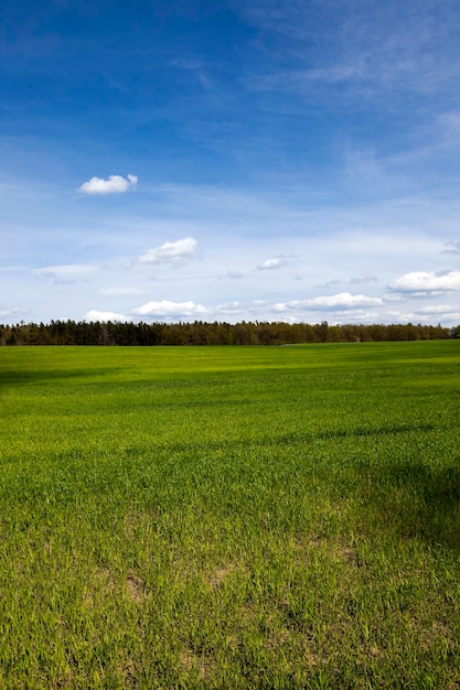 Primavera de cereais germinados