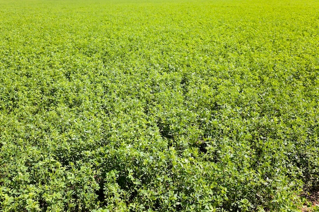 Primavera de cereais verdes