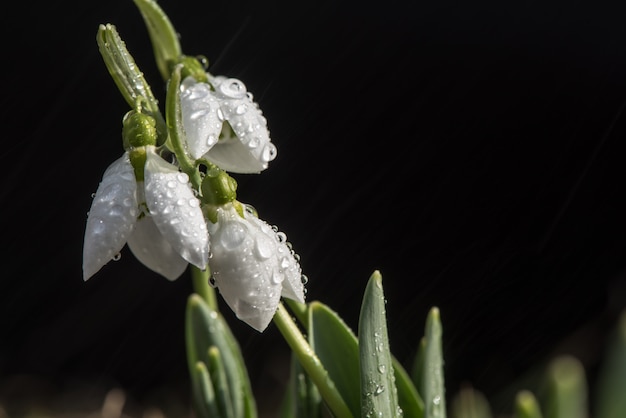 Primavera de floco de neve na chuva e luzes brilhantes.