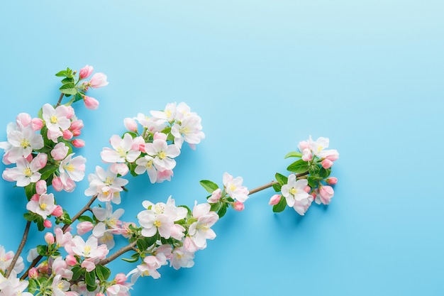 Primavera de florescência sakura em um azul