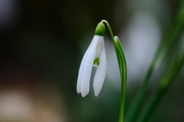 Primavera de gota de neve única