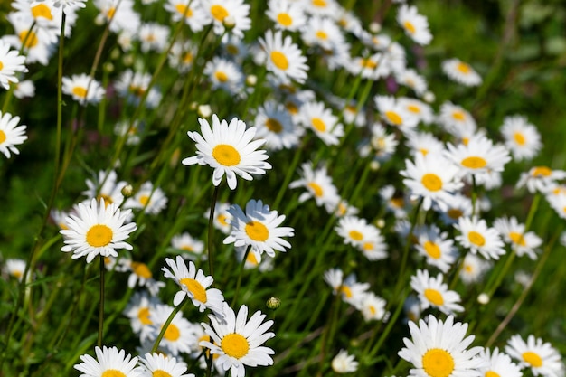 Primavera de margarida branca