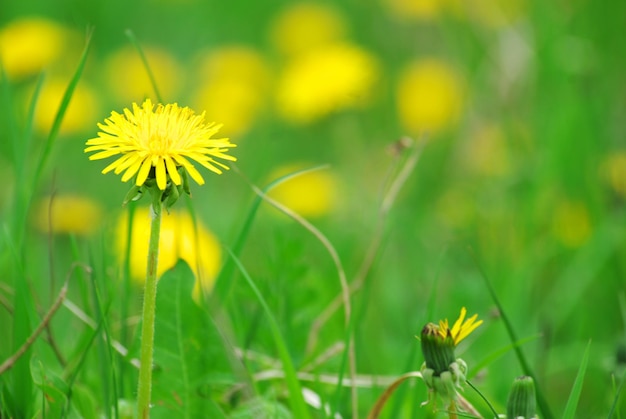 Primavera dente de leão na grama verde