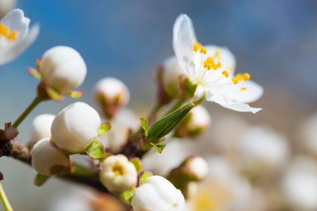 Primavera desabrochando flores brancas da primavera em uma ameixeira contra um fundo floral suave