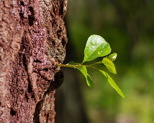 Primavera despertando uma folha de orvalho de árvore na floresta