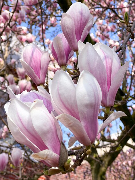 primavera do parque da flor da mongólia rosa