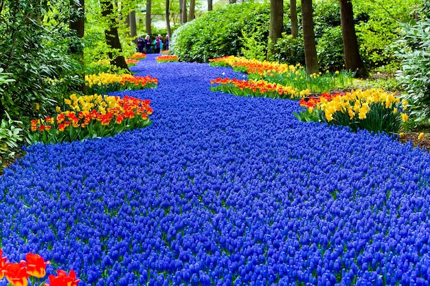 Primavera em flor no parque Keukenhof na área de Amsterdã