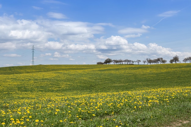 Primavera em flores de dente-de-leão Prado Foco seletivo e suave