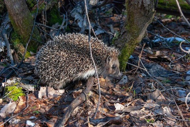 En primavera, el erizo fue a cazar por la noche en un claro del bosque cubierto con el primer plano del follaje del año pasado