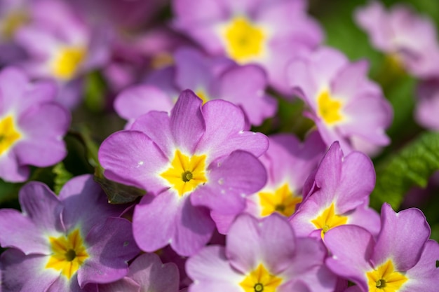 La primavera es una de las épocas más hermosas que ofrece nuestra naturaleza. Muchas flores de diferentes colores comienzan a florecer durante este tiempo y llenan la naturaleza con miles de colores. No importa si Rockcr