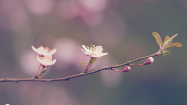 La primavera es la flor de la ciruela Las ramas que florecen en el jardín En el sol la primavera es la floración de la flor del ciruela