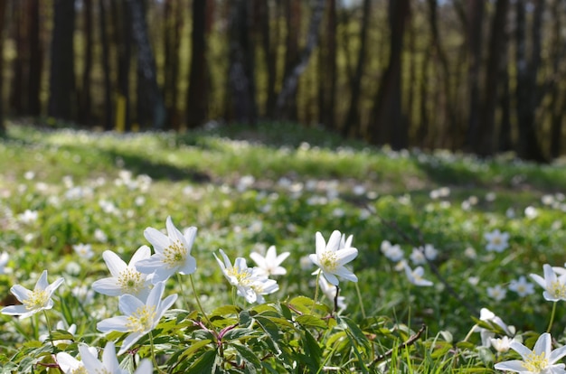 La primavera es el momento para hermosas flores