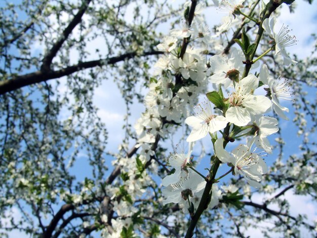 La primavera es un tiempo de hermosas ramas de árboles en flor