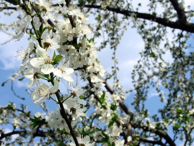 La primavera es un tiempo de hermosas ramas de árboles en flor