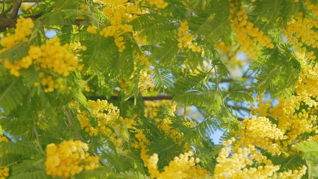 La primavera está llegando árbol de acacia dealbata con flores doradas flores de mimosa de primavera día soleado de primavera