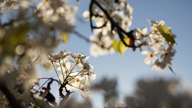 Primavera flor blanca de cerezo, California, Estados Unidos. flores de sakura de pera, manzana o albaricoque bloo