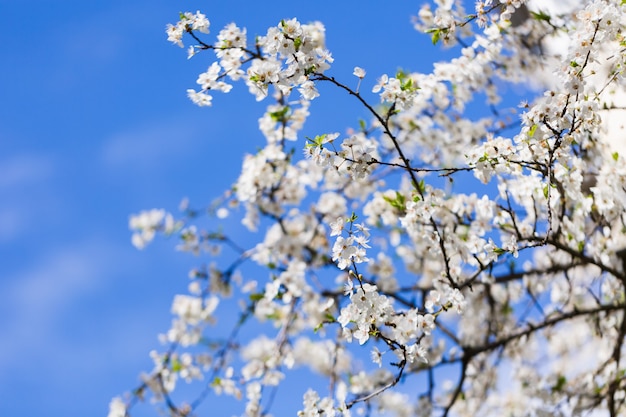 Primavera flor branca contra o céu azul